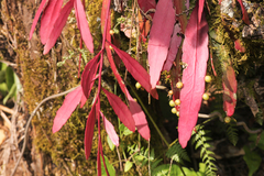 Pseudorhipsalis ramulosa