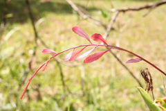 Pseudorhipsalis ramulosa
