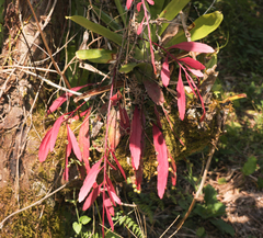 Pseudorhipsalis ramulosa