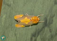 Lepidokirbyia venigera