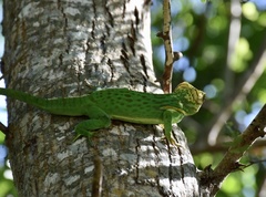 Anolis smallwoodi
