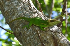 Anolis smallwoodi