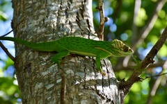 Anolis smallwoodi