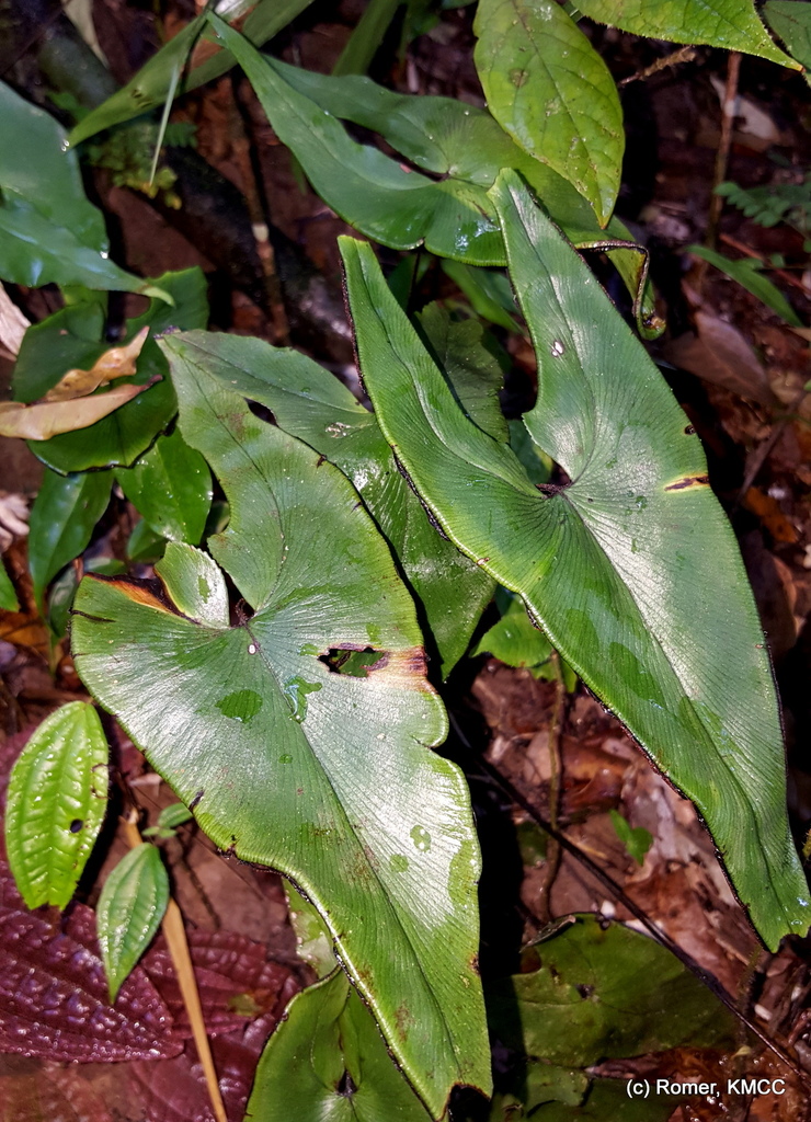 Adiantum phanerophlebium
