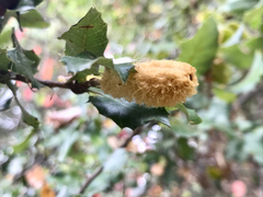 Heteroecus melanoderma