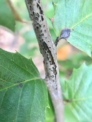 Dryocosmus asymmetricus