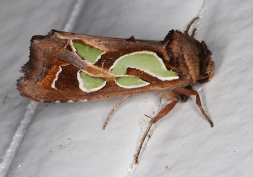 Green-blotched Moth