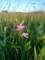 Calopogon oklahomensis