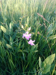 Calopogon oklahomensis