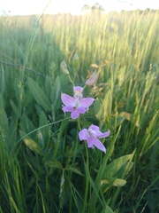 Calopogon oklahomensis