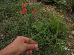 Macroptilium gracile