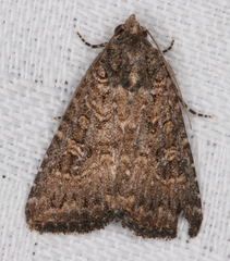 Hypoperigea tonsa