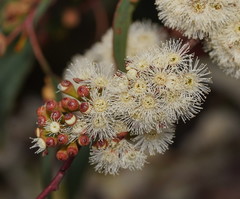 Eucalyptus falciformis