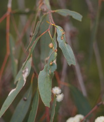 Eucalyptus falciformis
