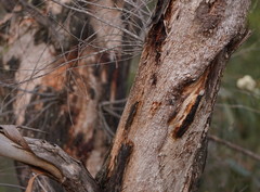 Eucalyptus falciformis