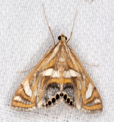 Margarosticha euprepialis