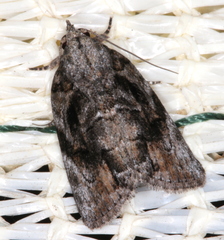 Etanna clopaea