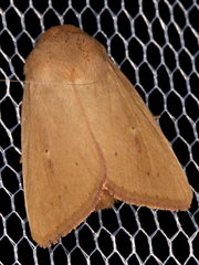 Leucania abdominalis