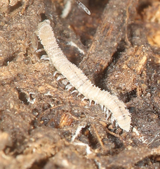 Macrosternodesmidae