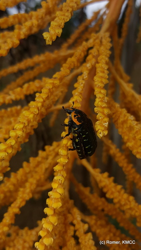 Ravenea madagascariensis