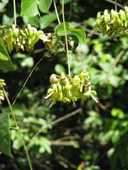 Mucuna argyrophylla