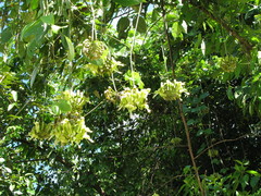 Mucuna argyrophylla