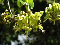 Mucuna argyrophylla