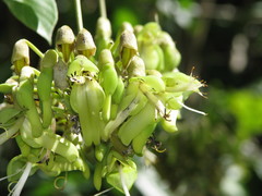 Mucuna argyrophylla