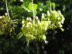 Mucuna argyrophylla