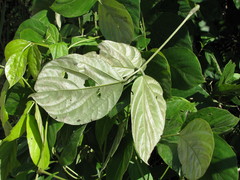 Mucuna argyrophylla
