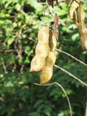 Mucuna argyrophylla
