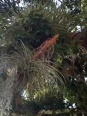 Tillandsia calothyrsus