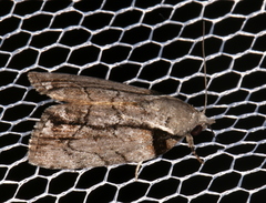 Etanna clopaea