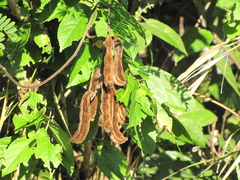Mucuna pruriens