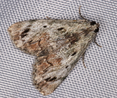 Enchesphora recurvalis