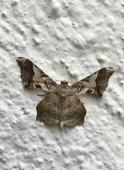 Krananda oliveomarginata