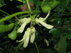 Mucuna pruriens