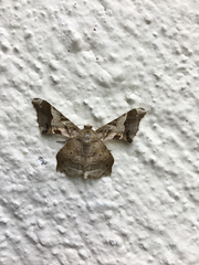 Krananda oliveomarginata