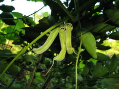 Mucuna pruriens