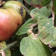 Leptoglossus zonatus