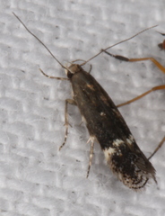 Aproaerema simplexella