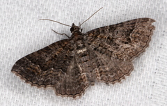 Chrysolarentia