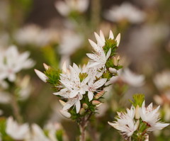Calytrix alpestris