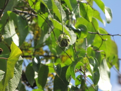 Mucuna sloanei