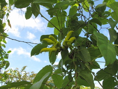 Mucuna sloanei