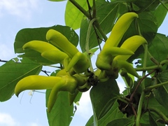 Mucuna sloanei