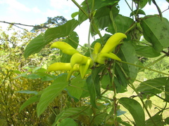 Mucuna sloanei