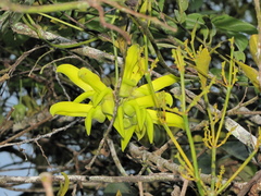 Mucuna sloanei