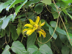 Mucuna sloanei