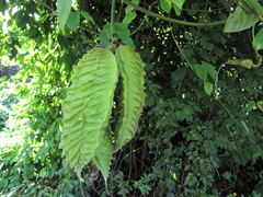 Mucuna sloanei